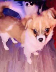 Lost Female Dog last seen Alderbridge way Garden city Road , Richmond, BC V6X 2V6