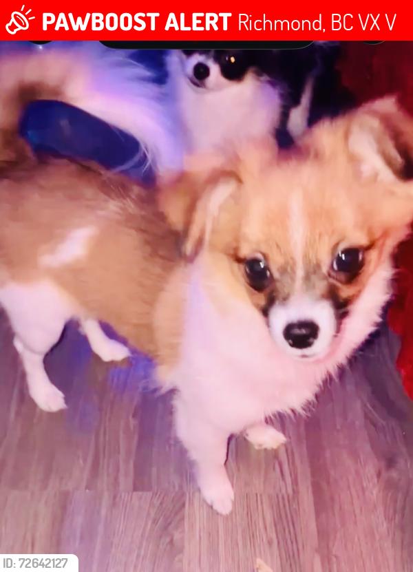 Lost Female Dog last seen Alderbridge way Garden city Road , Richmond, BC V6X 2V6