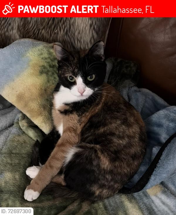 Found/Stray Female Cat last seen Tennessee Street, FSU Campus (near the Psych department), Tallahassee, FL 32304