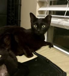 Lost Female Cat last seen Near Frawley St near Sharman St, Houston, TX 77009