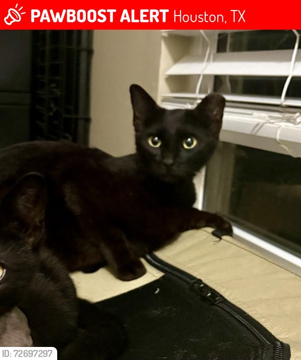Lost Female Cat last seen Near Frawley St near Sharman St, Houston, TX 77009