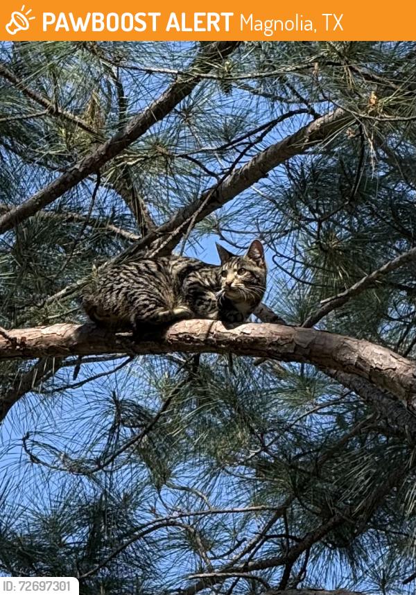 Found/Stray Male Cat last seen High Meadow Ranch , Magnolia, TX 77355