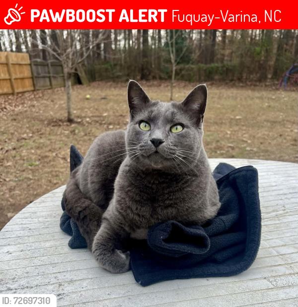 Lost Male Cat last seen Sterlingwoods dr Fuquay , Fuquay-Varina, NC 27526