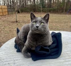 Lost Male Cat last seen Sterlingwoods dr Fuquay , Fuquay-Varina, NC 27526