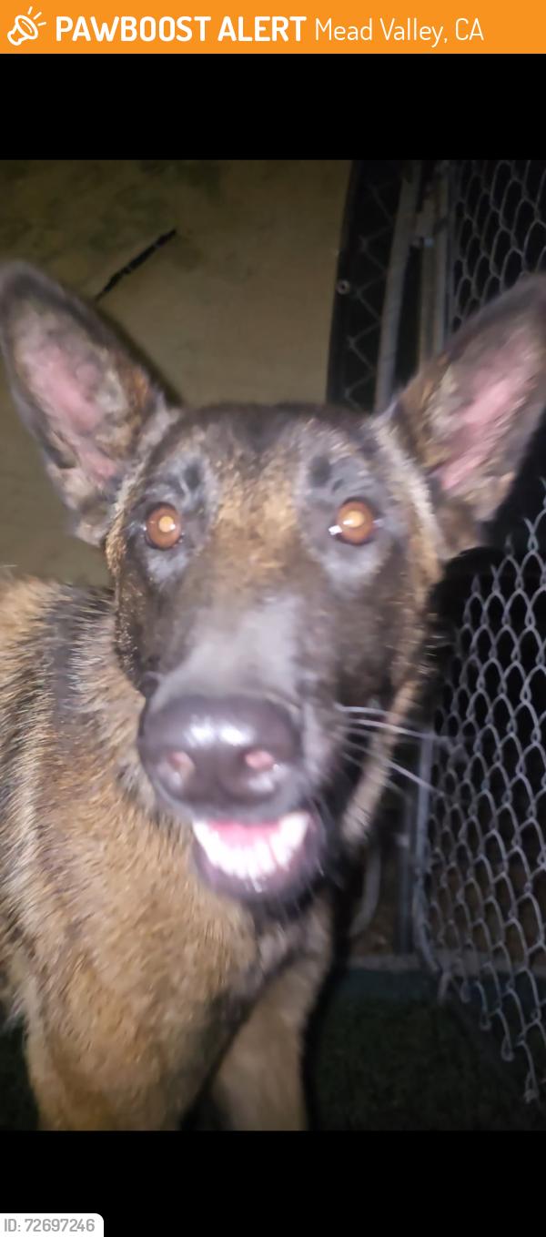 Found/Stray Female Dog last seen brown street, Mead Valley, CA 92570