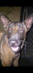 Found/Stray Female Dog last seen brown street, Mead Valley, CA 92570