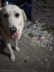Found/Stray Male Dog last seen Meadow path, San Antonio, TX 78227