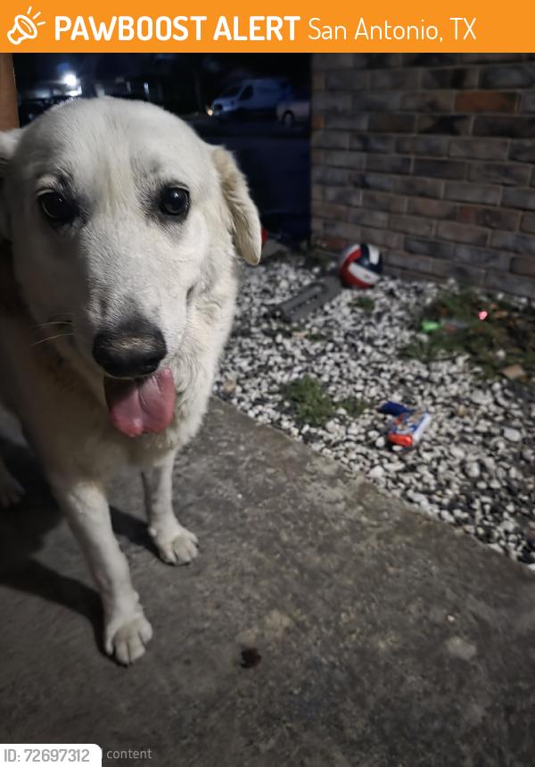 Found/Stray Male Dog last seen Meadow path, San Antonio, TX 78227