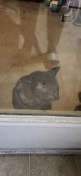 Found/Stray Unknown Cat last seen Causeway, Killeen, TX 76549