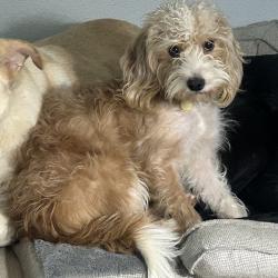 Lost Female Dog last seen South Fork Neighborhood, Alexander, AR 72002