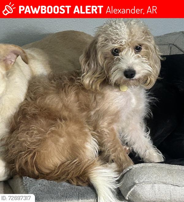 Lost Female Dog last seen South Fork Neighborhood, Alexander, AR 72002