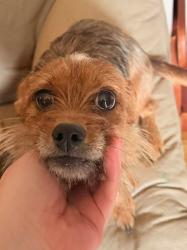 Lost Female Dog last seen Silas Kanawha Two Mile and Eden’s Fork Charleston , Charleston, WV 25302