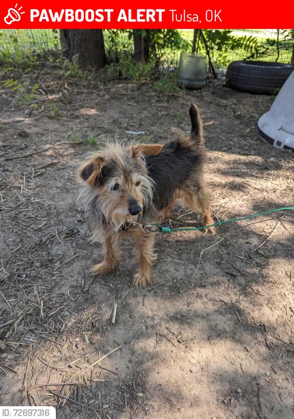 Lost Male Dog last seen Boston and mok, Tulsa, OK 74106