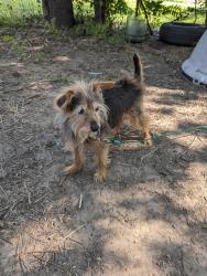 Lost Male Dog last seen Boston and mok, Tulsa, OK 74106
