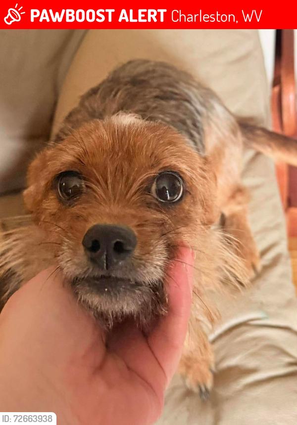 Lost Female Dog last seen Silas Kanawha Two Mile and Eden’s Fork Charleston , Charleston, WV 25302
