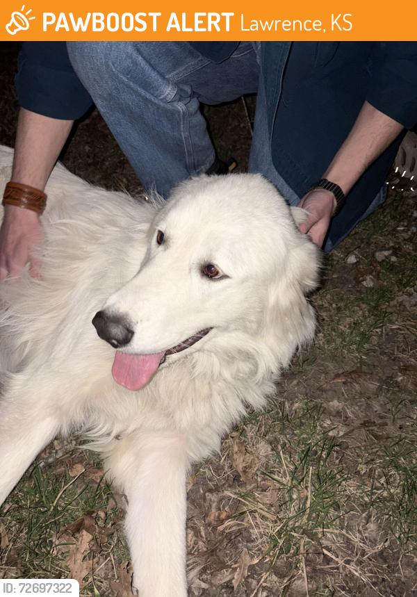 Found/Stray Unknown Dog last seen 15th and Learnard , Lawrence, KS 66044