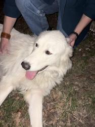 Found/Stray Unknown Dog last seen 15th and Learnard , Lawrence, KS 66044