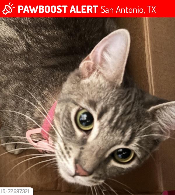 Lost Female Cat last seen North hills golf course , San Antonio, TX 78247