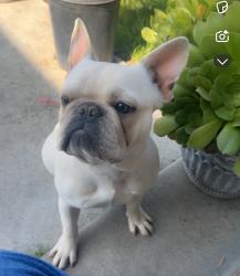 Lost Female Dog last seen Fresno, Fresno, CA 93706