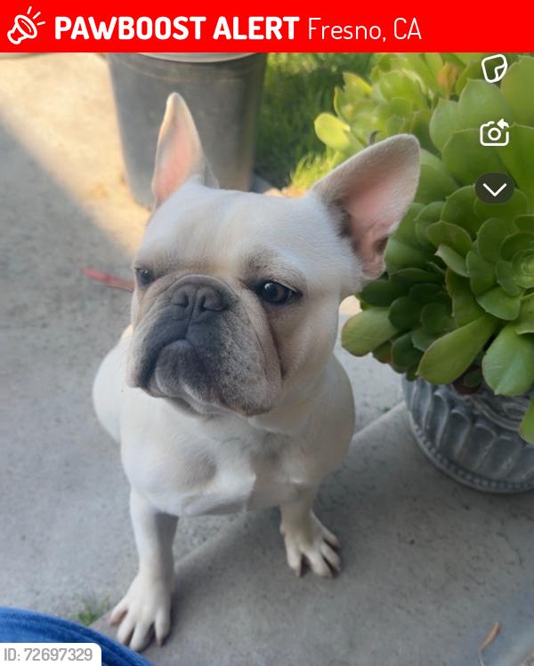 Lost Female Dog last seen Fresno, Fresno, CA 93706