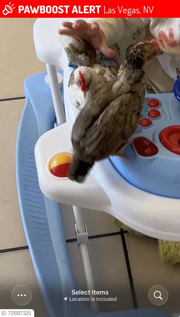 Lost Female Bird last seen Bedford and Alta, Las Vegas, NV 89152