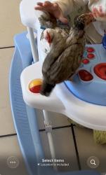 Lost Female Bird last seen Bedford and Alta, Las Vegas, NV 89152