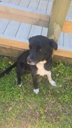 Found/Stray Female Dog last seen Rt 79 Smith rd Trafford Alabama , Trafford, AL 35172