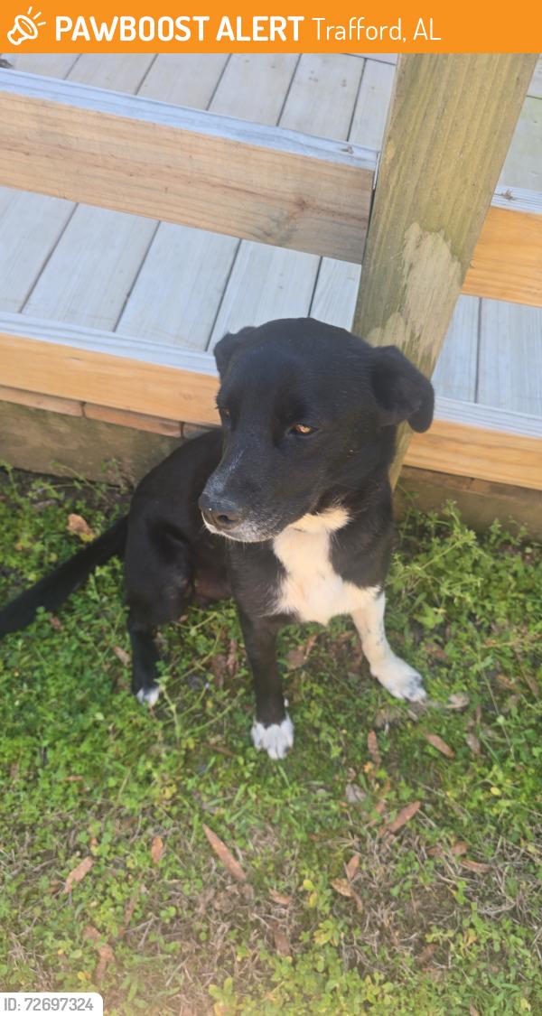 Found/Stray Female Dog last seen Rt 79 Smith rd Trafford Alabama , Trafford, AL 35172
