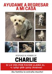 Lost Male Dog last seen Edgefield and Russel Garland 75040, Garland, TX 75040