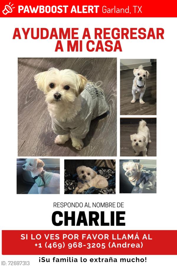 Lost Male Dog last seen Edgefield and Russel Garland 75040, Garland, TX 75040