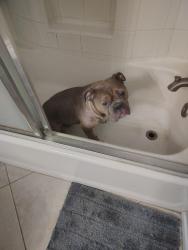 Lost Male Dog last seen sonora and rubio , La Quinta, CA 92253