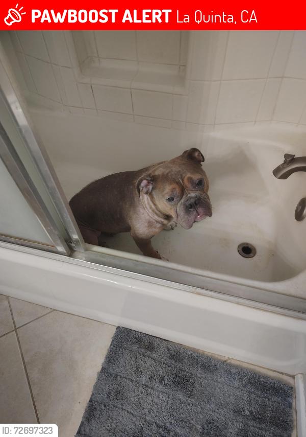 Lost Male Dog last seen sonora and rubio , La Quinta, CA 92253