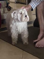 Lost Female Dog last seen VZCR 3215 & 3214 , Van Zandt County, TX 75169