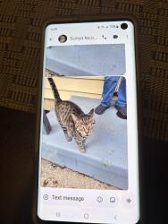 Found/Stray Female Cat last seen Mcguffey, Columbus, OH 43224