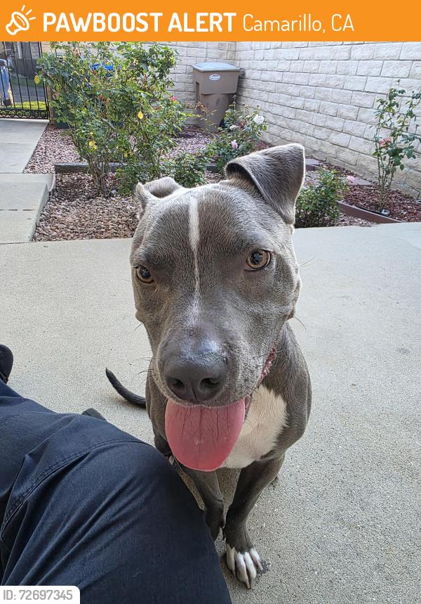 Found/Stray Female Dog last seen Daily and Rosewood, Camarillo, CA 93010
