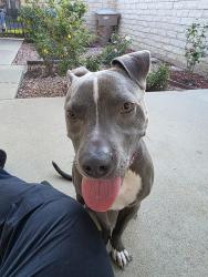 Found/Stray Female Dog last seen Daily and Rosewood, Camarillo, CA 93010