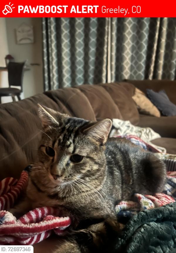 Lost Male Cat last seen 65th Ave Ct and 15th Street, Greeley, CO 80634