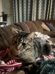 Lost Male Cat last seen 65th Ave Ct and 15th Street, Greeley, CO 80634
