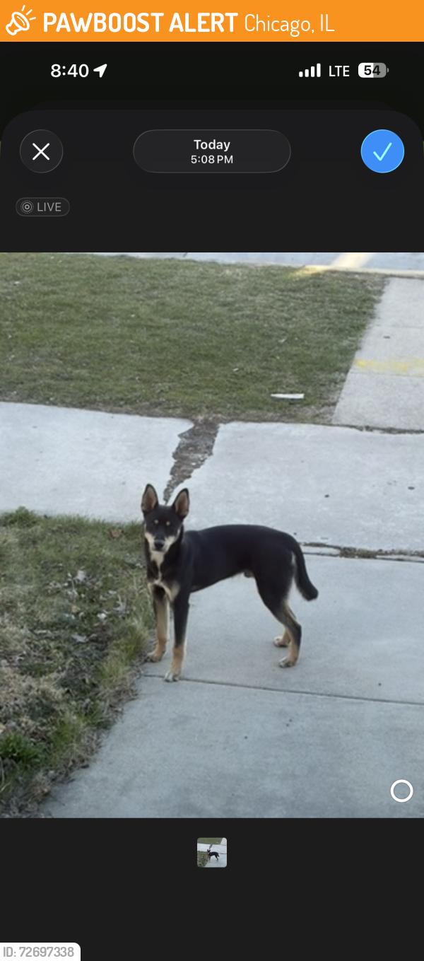 Found/Stray Male Dog last seen Near Maravatio Restaurant , Chicago, IL 60629