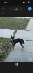 Found/Stray Male Dog last seen Near Maravatio Restaurant , Chicago, IL 60629