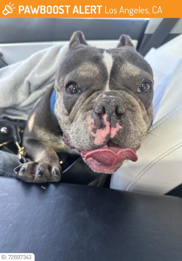 Found/Stray Female Dog last seen Parthenia St. And Delmonico Avenue in West Hills , Los Angeles, CA 91304