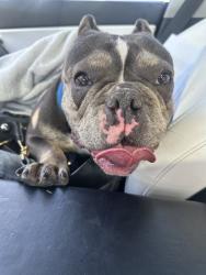 Found/Stray Female Dog last seen Parthenia St. And Delmonico Avenue in West Hills , Los Angeles, CA 91304