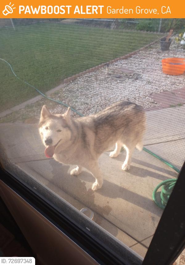 Found/Stray Unknown Dog last seen Trask and cypress, Garden Grove, CA 92842