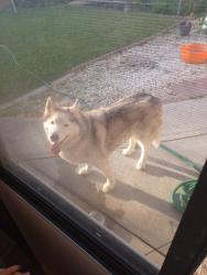 Found/Stray Unknown Dog last seen Trask and cypress, Garden Grove, CA 92842