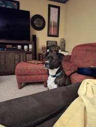 Lost Male Dog last seen Porter, Las Cruces, NM 88011