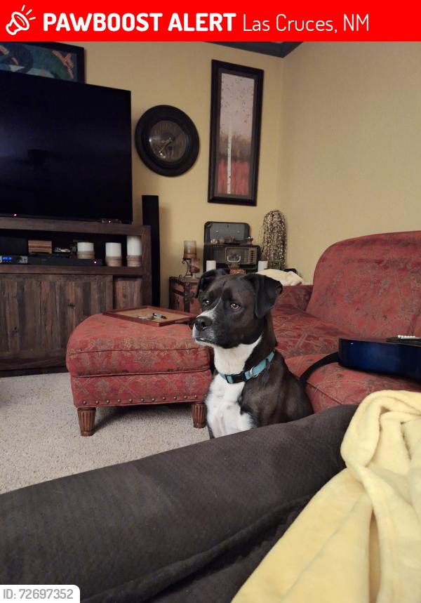 Lost Male Dog last seen Porter, Las Cruces, NM 88011