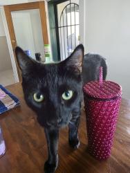 Lost Male Cat last seen Churchill road laundry, Prospect, SA 5082