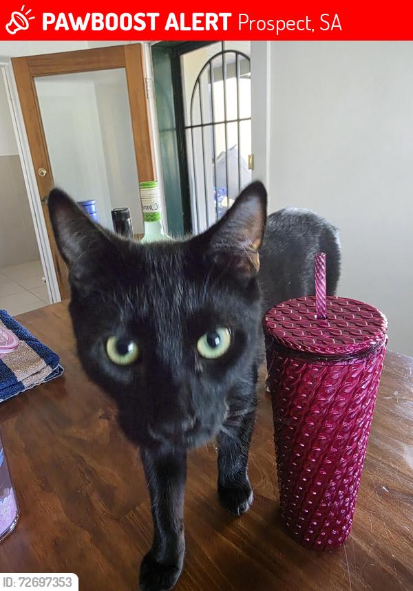 Lost Male Cat last seen Churchill road laundry, Prospect, SA 5082