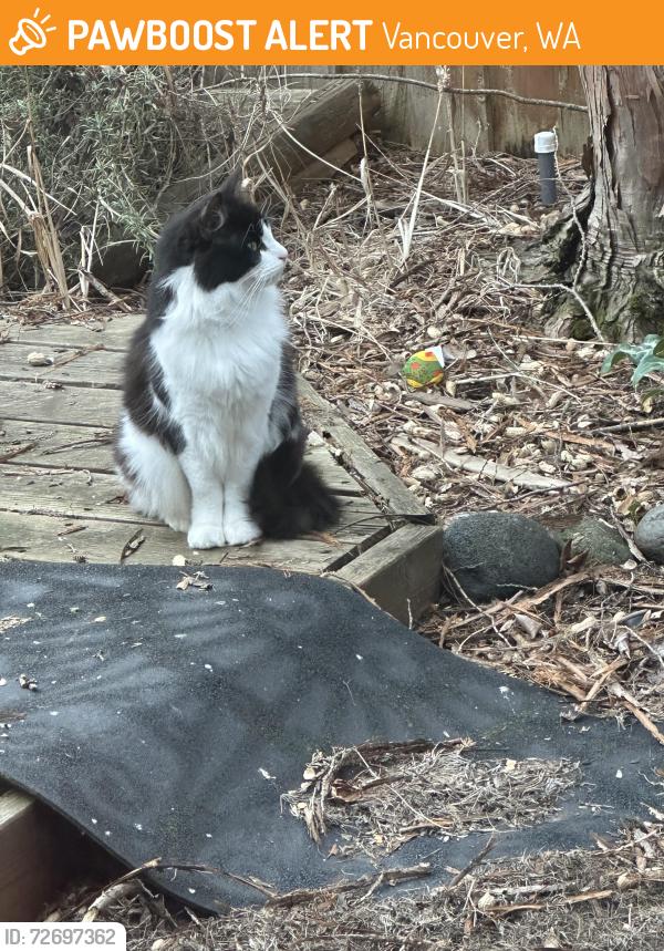 Found/Stray Unknown Cat last seen Wy’east middle school , Vancouver, WA 98683