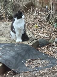 Found/Stray Unknown Cat last seen Wy’east middle school , Vancouver, WA 98683